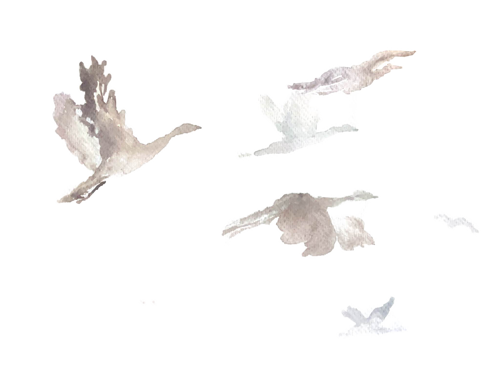 Ilustracja wykopywanie - Warzywa Rysiny